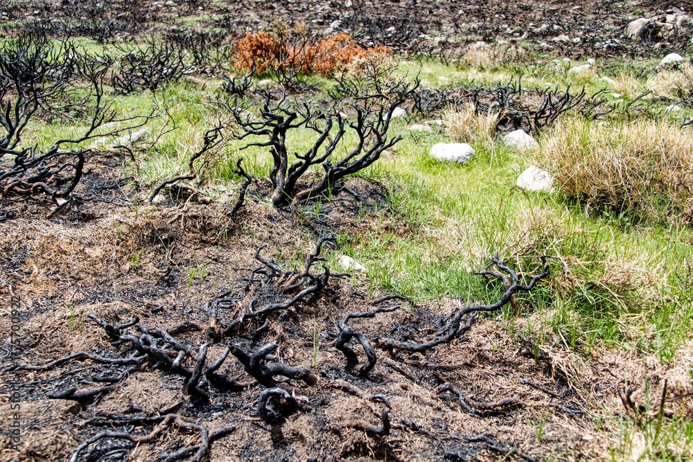 Burnt shrubs and charred ground in a fire-damaged landscape, with patches of green grass beginning to grow back.