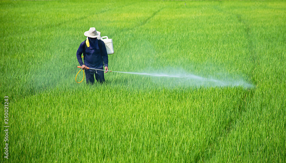 Farmer wearing a hat and dark clothing spraying pesticide or fertilizer with a backpack sprayer in a vibrant green rice field.