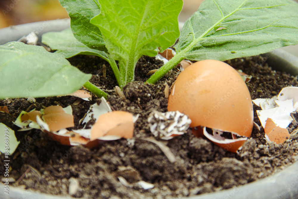 Close-up of a plant growing in soil enriched with crushed eggshells as an organic fertilizer recipe."
