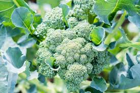 how to plant and care for broccoli