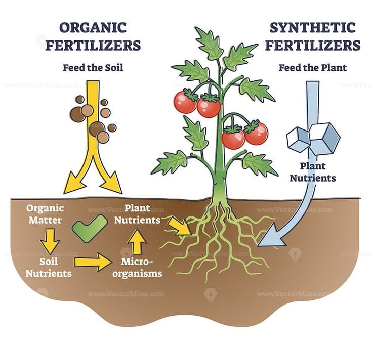 A comparison diagram showing the difference between organic and synthetic fertilizers. On the left, organic fertilizers feed the soil by adding organic matter, which improves soil nutrients and supports microorganisms. On the right, synthetic fertilizers provide direct plant nutrients but do not enhance soil health. The illustration features a tomato plant with labeled arrows showing nutrient flow from both fertilizer types.