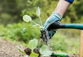 how to plant and care for broccoli