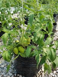 Started Gardening in a Small ApartmentChanged Her Life