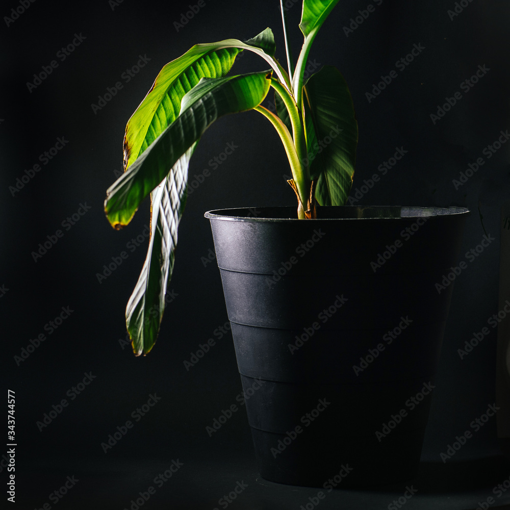 Wilting plant with weak stems, needing organic fertilizer.
