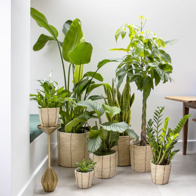 Indoor Gardening Pakistan Guide: Grow Fresh Food at Home Easily