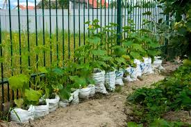 Vegetable Grow Bag Size Chart: Complete Plant-by-Plant Guide