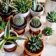 Indoor Gardening Pakistan Guide: Grow Fresh Food at Home Easily