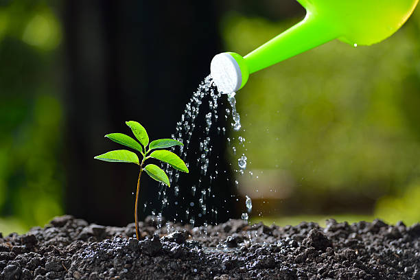 soil and watering Indoor Gardening Pakistan Guide: Grow Fresh Food at Home Easily