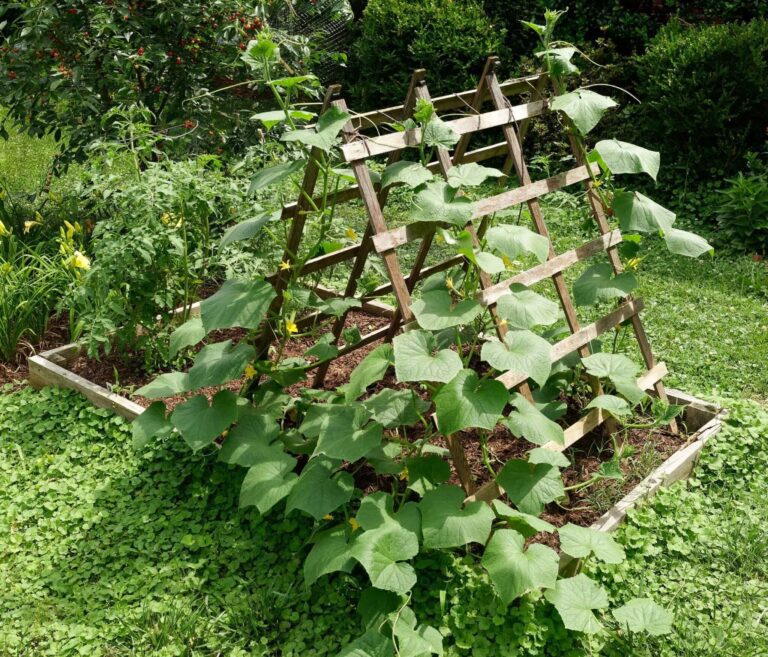 vertical kitchen gardening