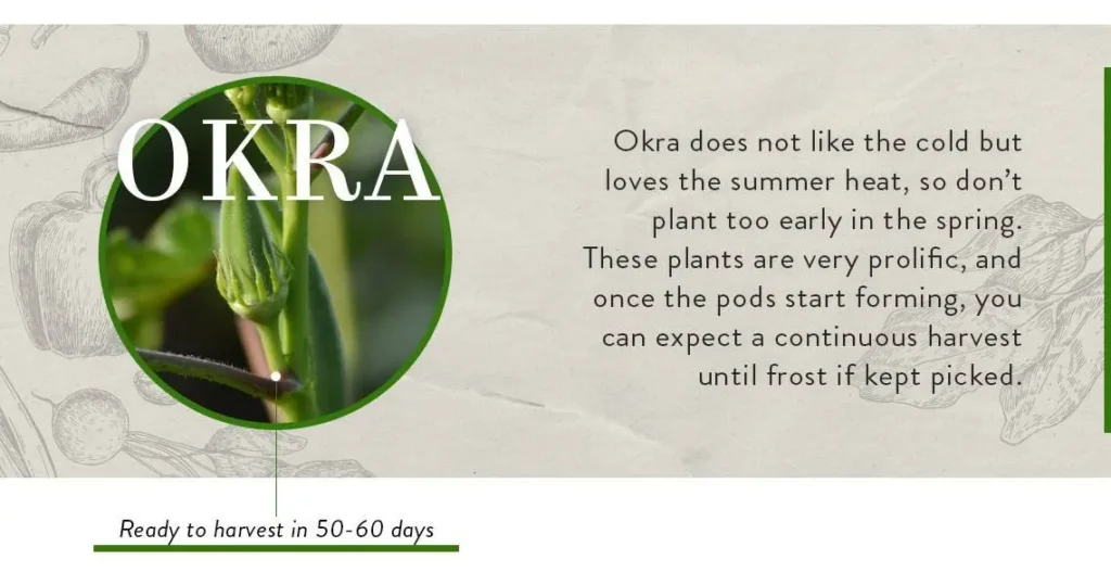 growing okra’s