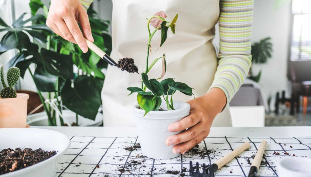 plants in soilless mix