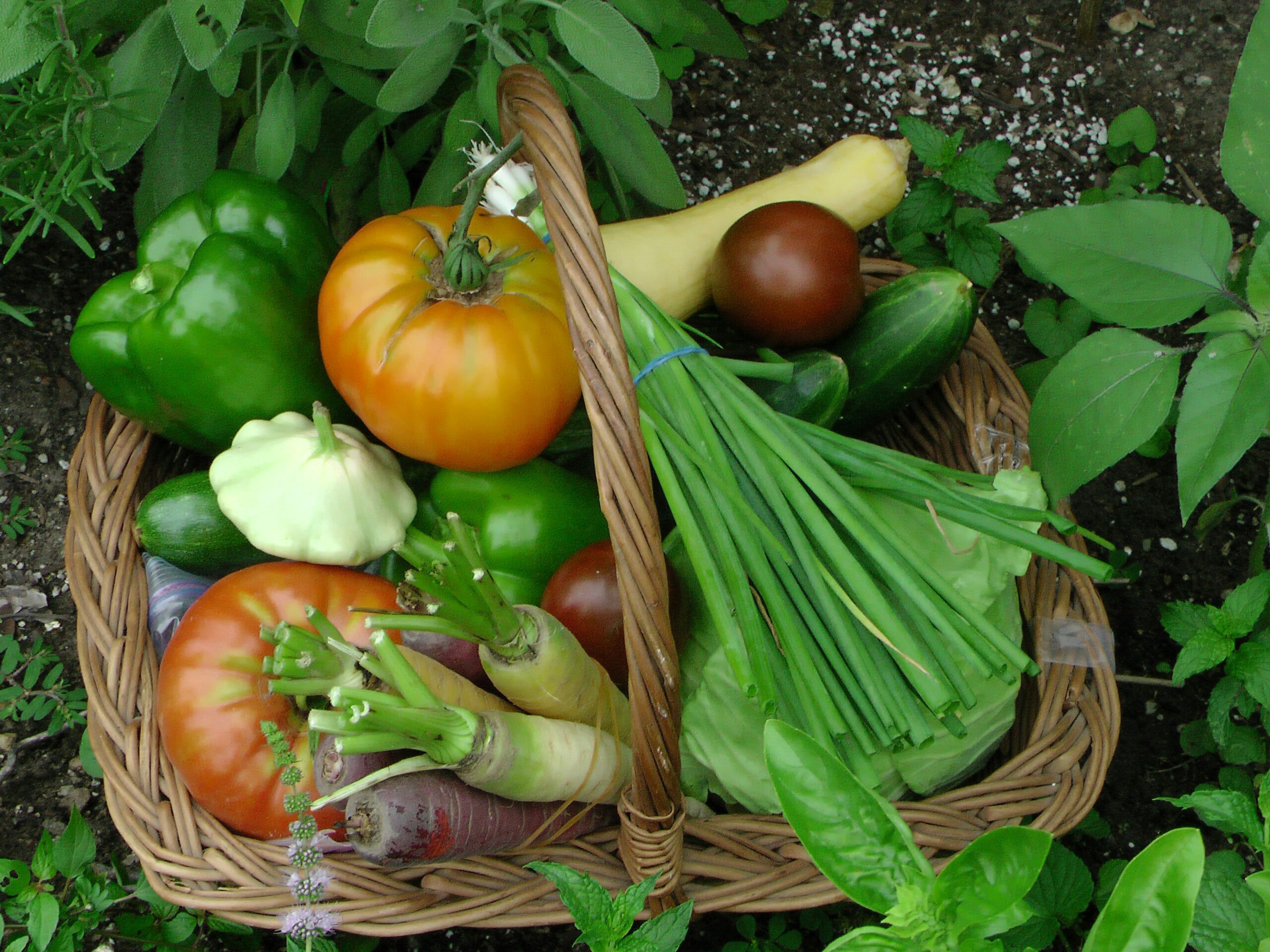 A-rooftop-garden-in-Pakistan-with-multiple-grow-bags-filled-with-vegetables-li.jpeg