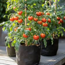 Tomato plant roots growing healthily in a breathable fabric grow bag.