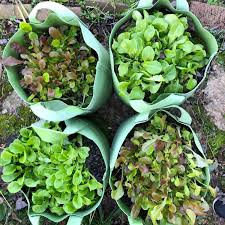 Growing herbs and vegetables in small grow bags