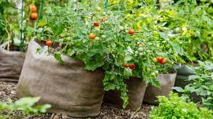 Tomato plant roots growing healthily in a breathable fabric grow bag.