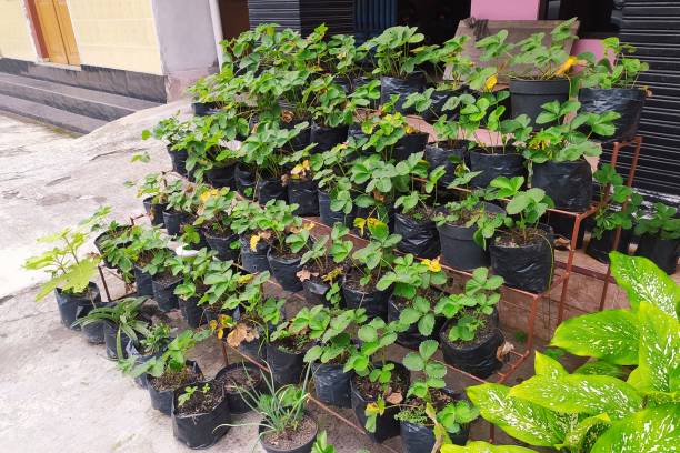 “Various vegetable plants growing in small, medium, and large grow bags on a Pakistani rooftop garden with local buildings in the background”