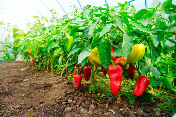 Lush green chili plant in a 10-gallon grow bag with fruit.
