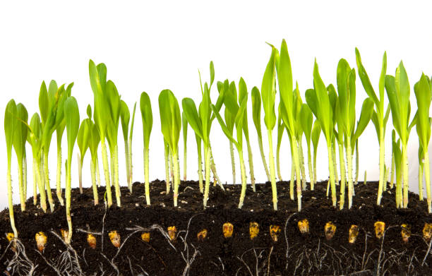 "Potatoes growing in large fabric grow bags with labeled soil levels."