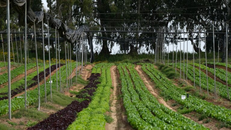 Healthy Organic Farmland with Diverse Crops and Visible Soil Texture